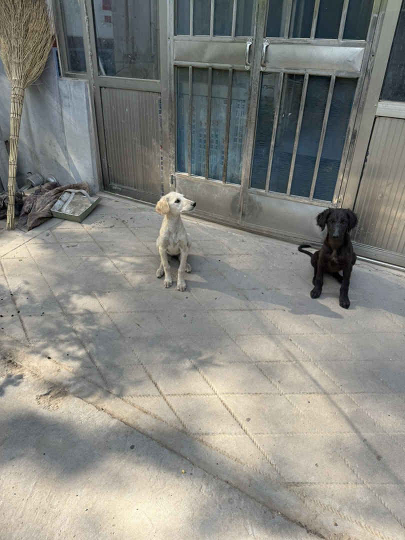 山东本地细犬优秀的中华田园犬疫苗齐全看家好护院认主包活包托运3个月