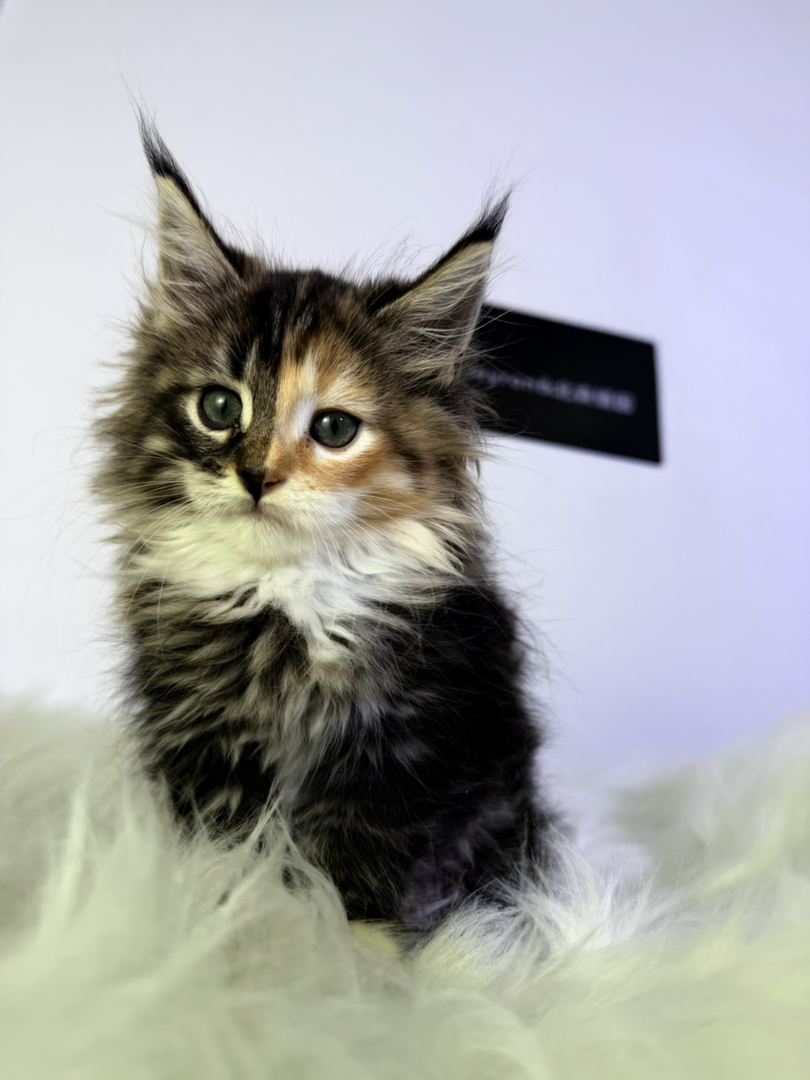 三花缅因 55分阴阳脸稀有