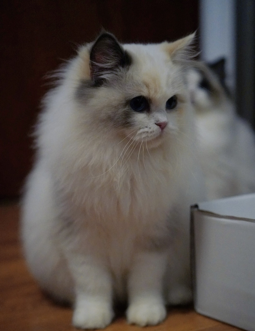 玳瑁色布偶妹妹 性格活泼 软软糯糯的小仙女