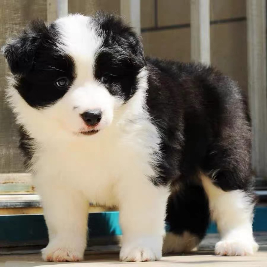 双血统边牧❤️带证书芯片