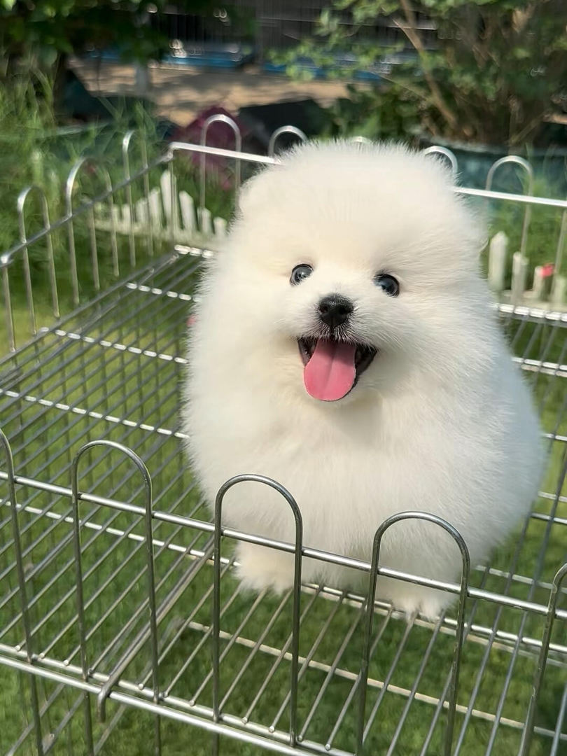 博美幼犬，毛绒可爱，灵动活泼，是贴心的小伴侣