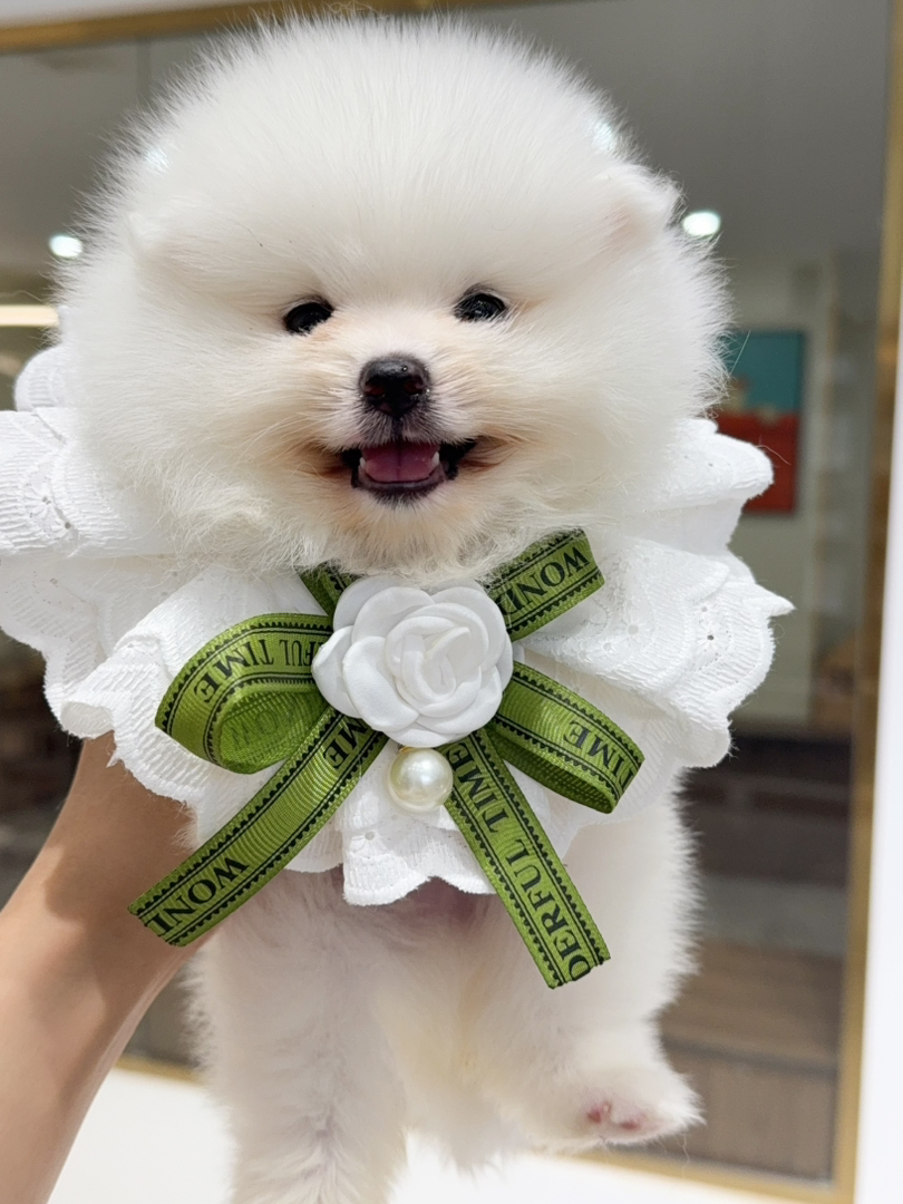 小博美