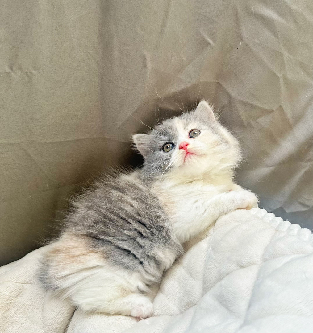 拿破仑三花妹妹