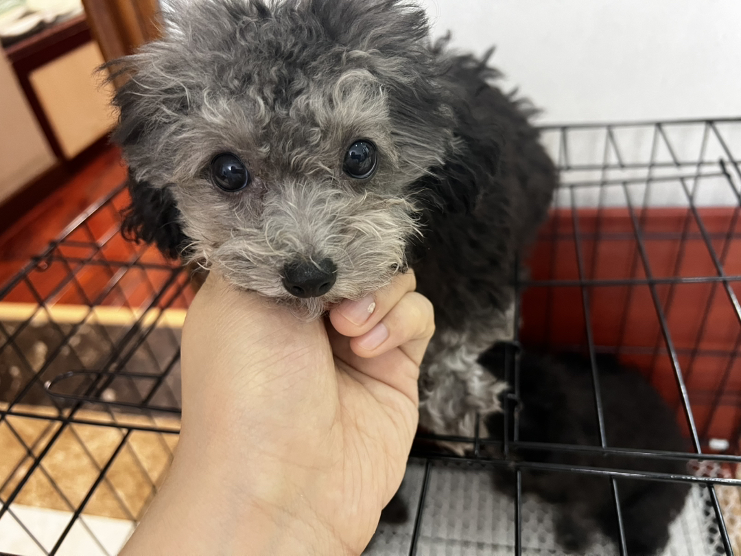 可爱泰迪幼犬，卷毛大眼超萌，聪明活泼的贴心伴侣