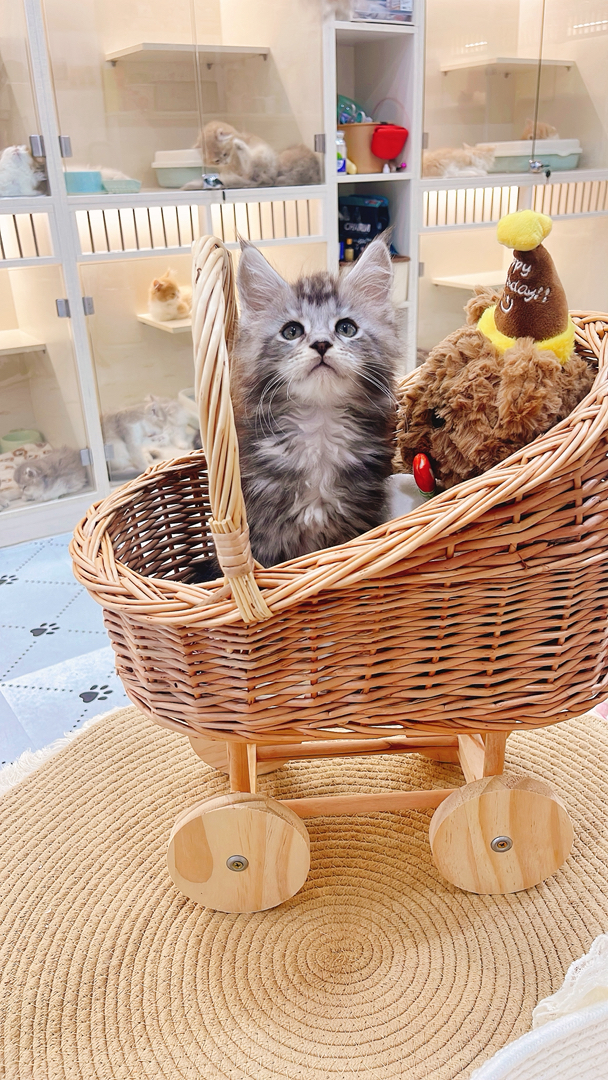 缅因猫幼崽,“温柔巨人”潜力股,毛发浓密花纹美,温顺亲人,家庭饲养佳选