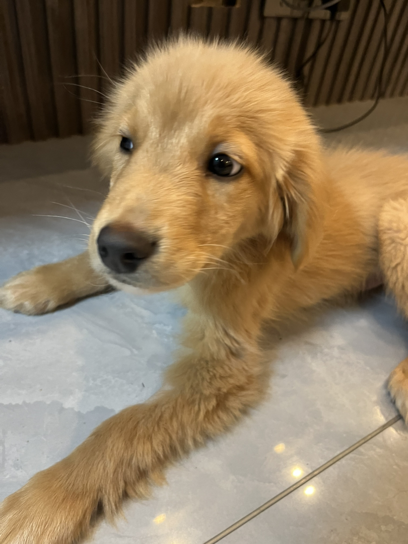 金毛 名字熊二 能看家看院看小孩