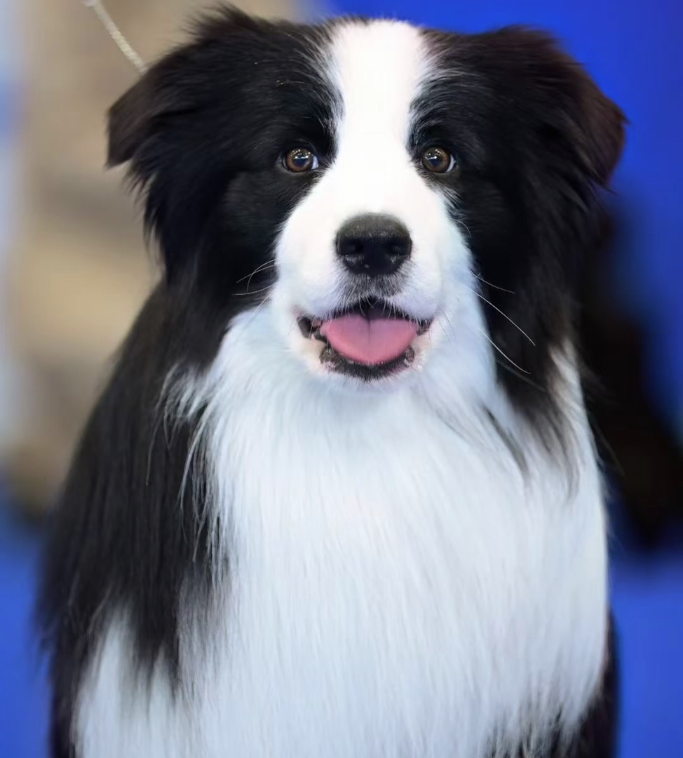 出售边牧,成犬,幼犬都有