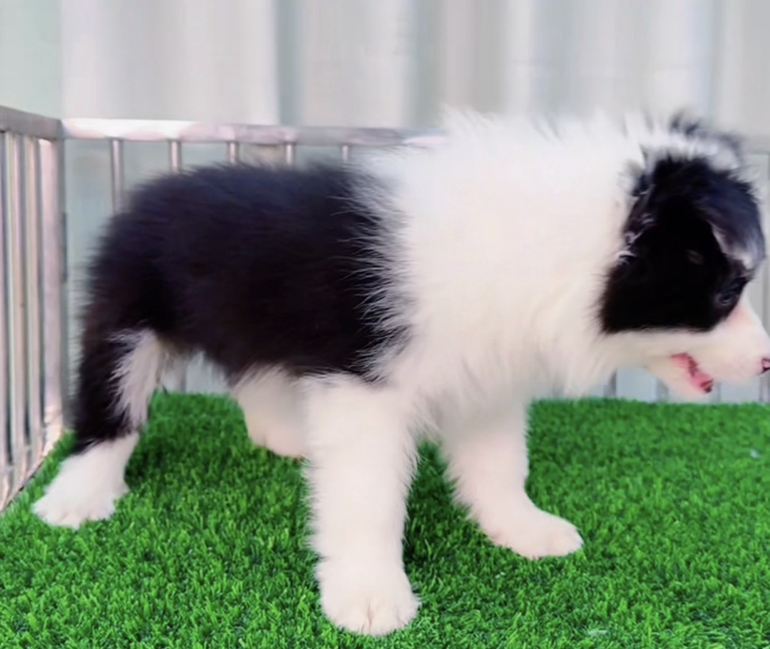 七白三通双血统边境牧羊犬