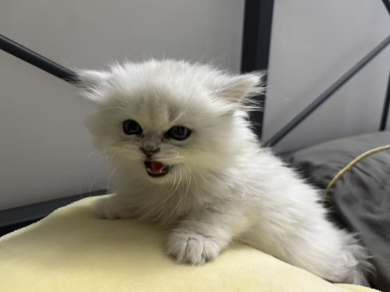 金吉拉
