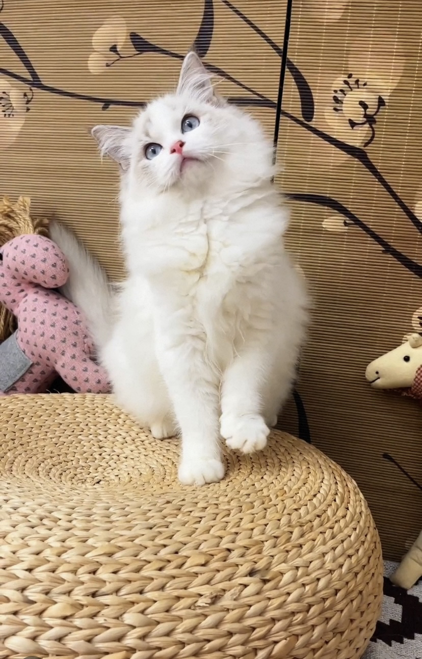 布偶猫