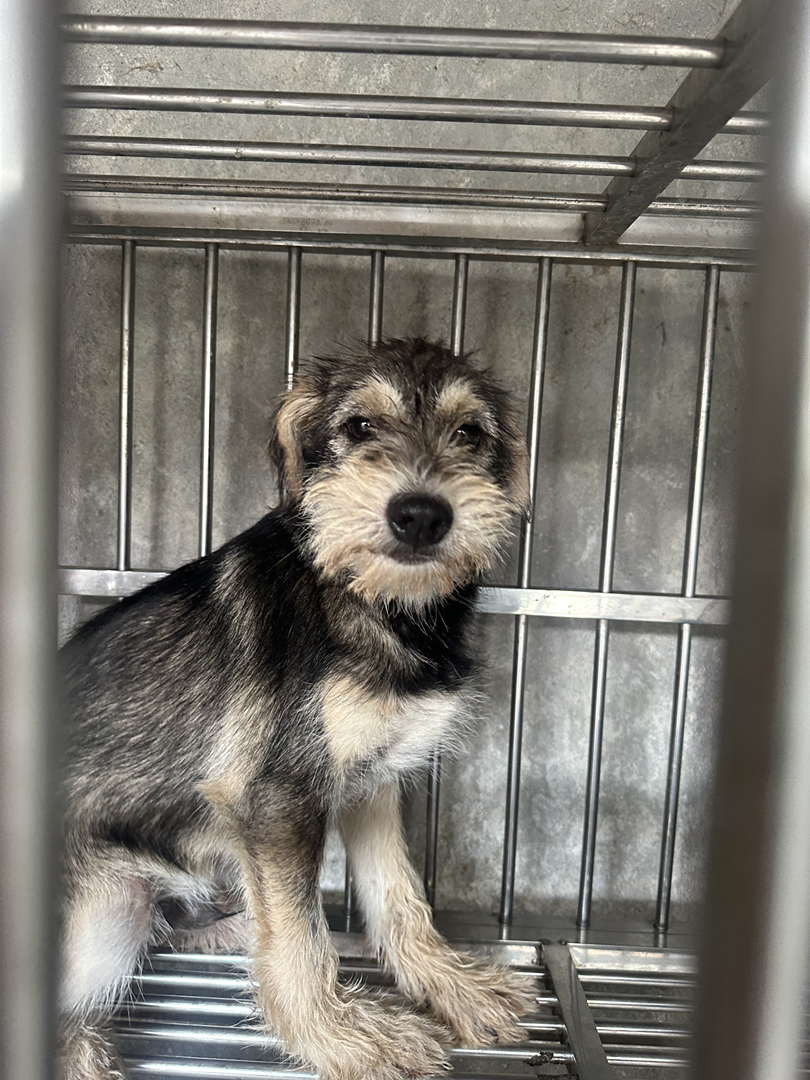 雪纳瑞幼犬，独特造型，活泼可爱，陪伴你的不二之选