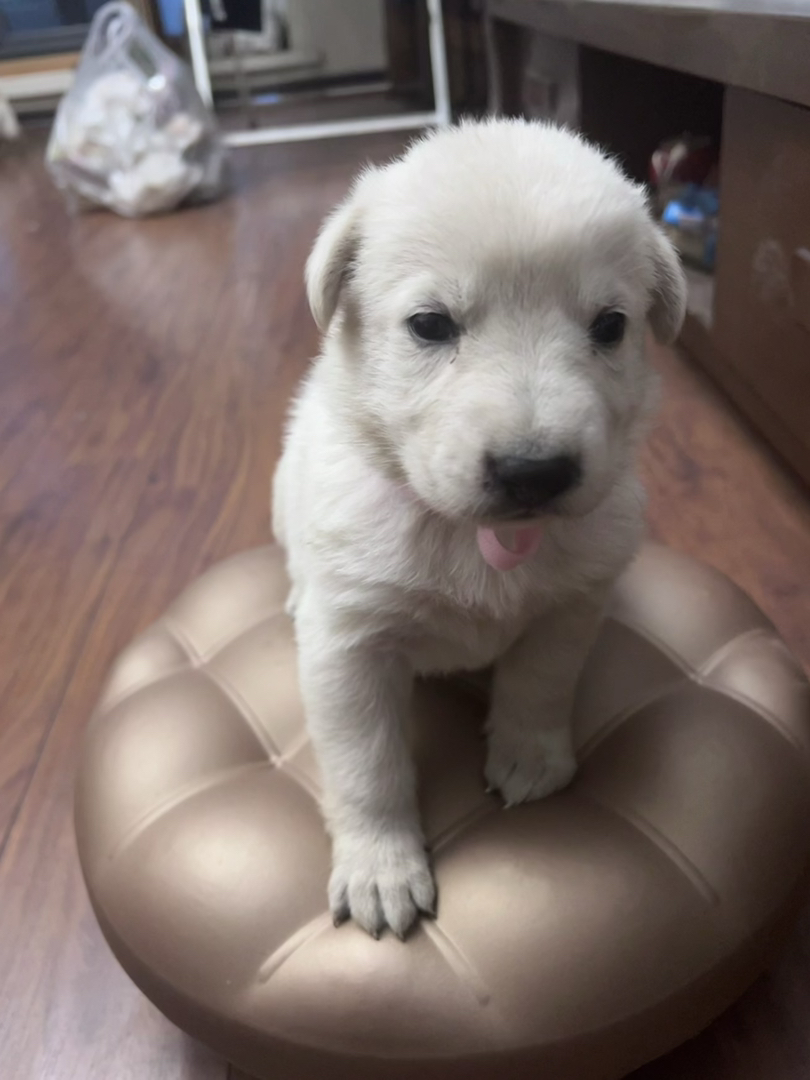 瑞牧幼犬，毛色如雪，聪明伶俐，陪玩好狗