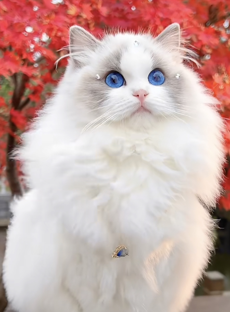 高端波斯系布偶猫❤️平台推荐
