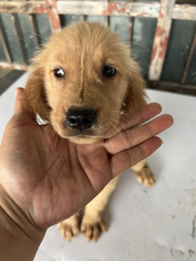 金毛幼犬，可爱呆萌，温顺乖巧，是理想的家庭陪伴犬