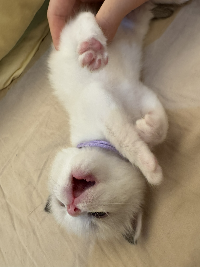 5号赛级血统布偶猫宝宝，健康无忧，性格温顺，给您贴心陪伴。