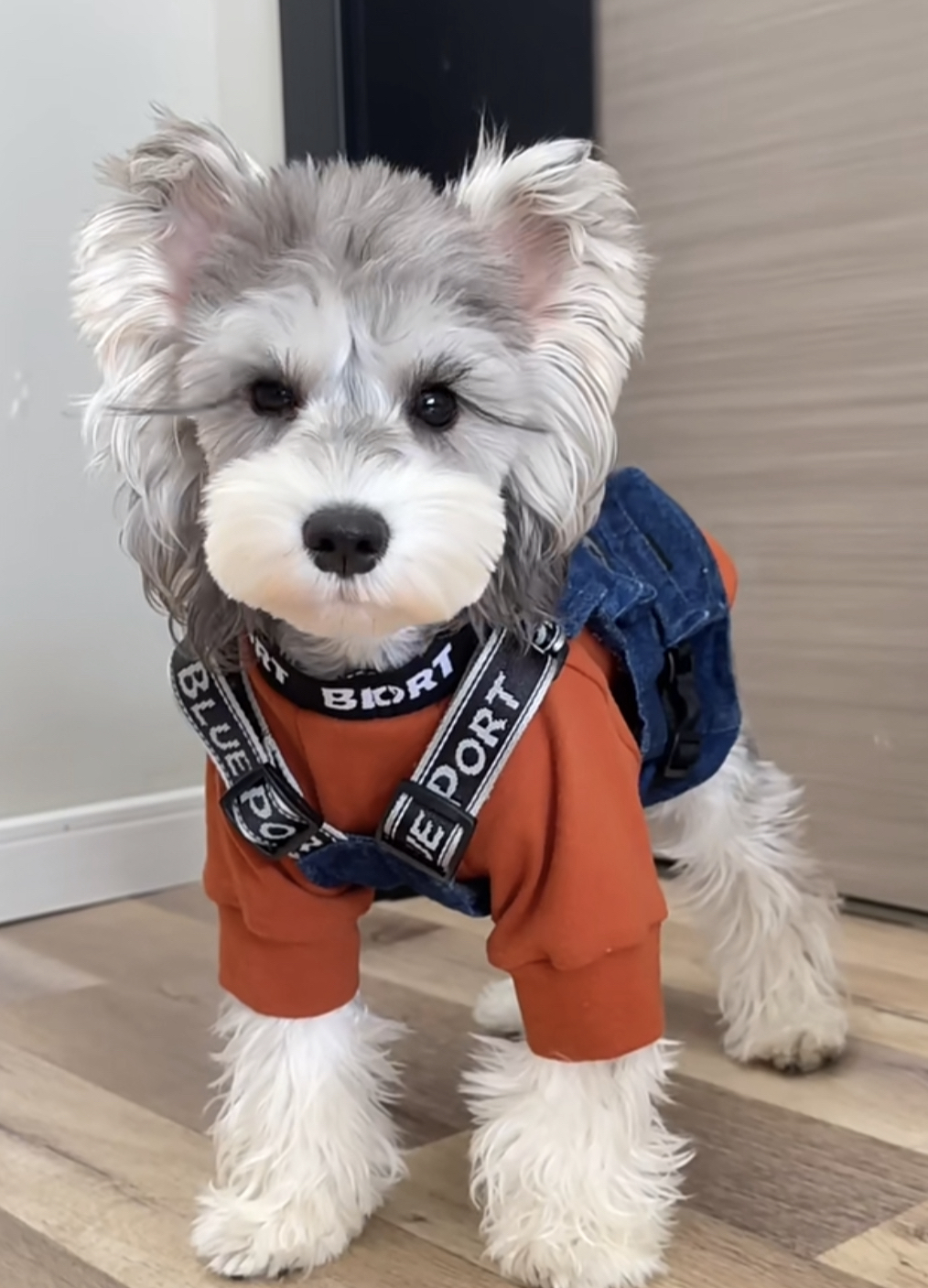 高端米其耳雪纳瑞宝宝