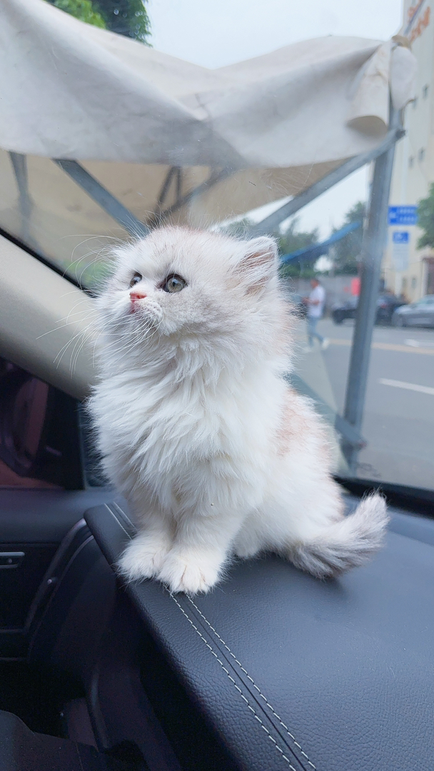 英国长毛猫