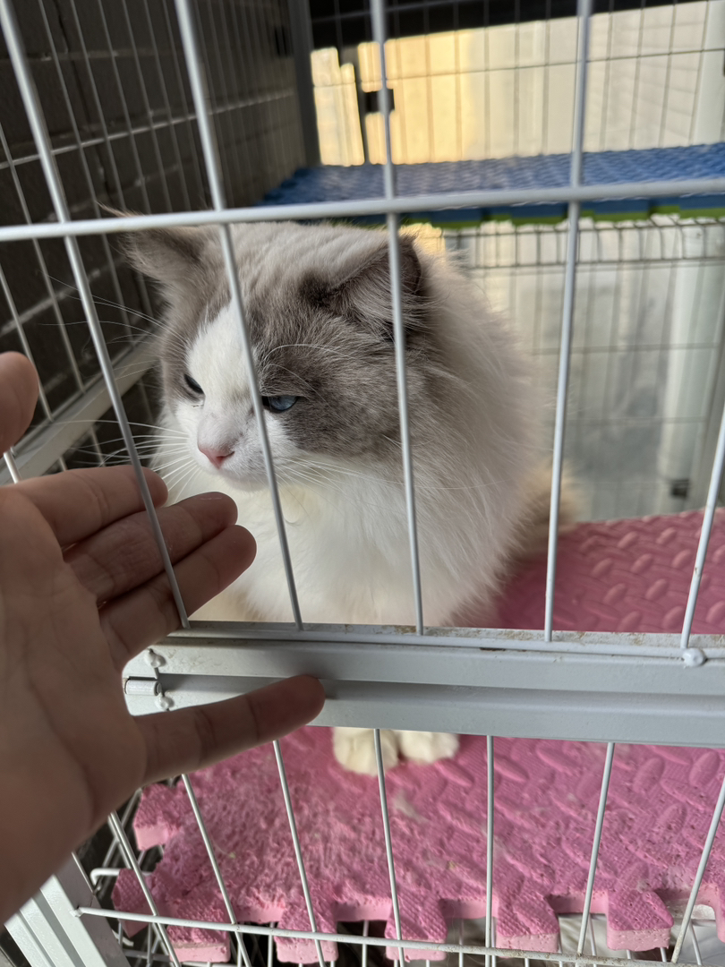 布偶猫