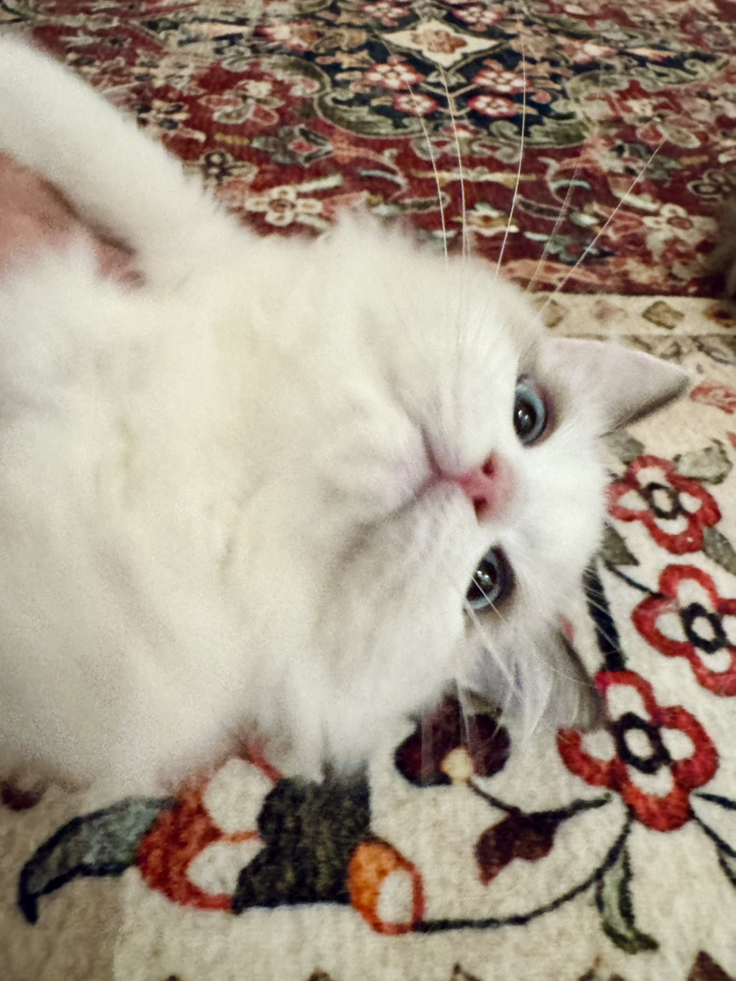 纯种赛级后代蓝双布偶猫弟弟，性格好，脾气好，省
心好养活