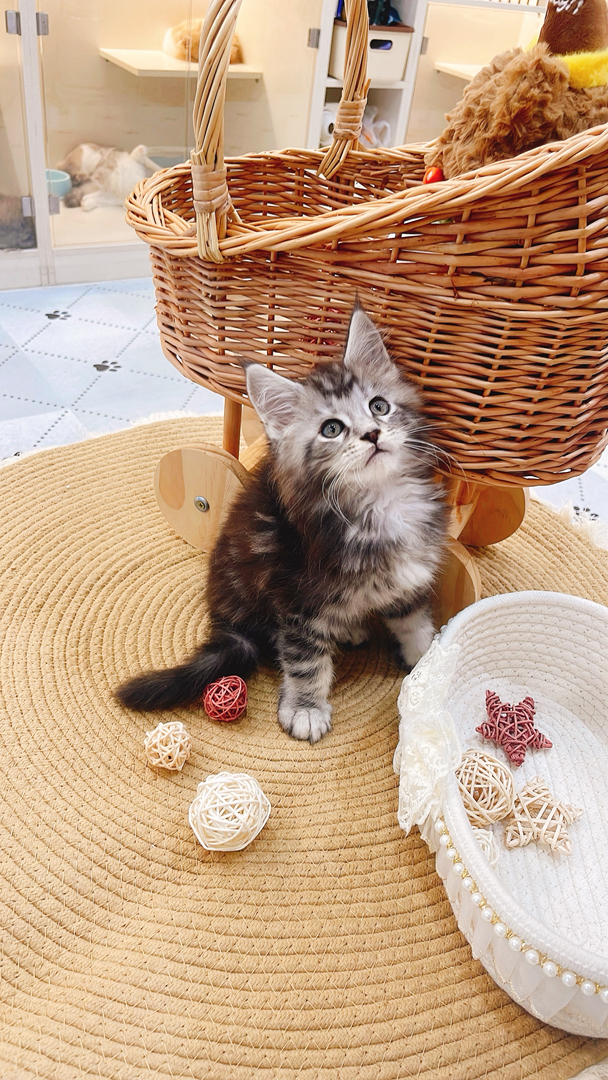 缅因猫幼崽,“温柔巨人”潜力股,毛发浓密花纹美,温顺亲人,家庭饲养佳选