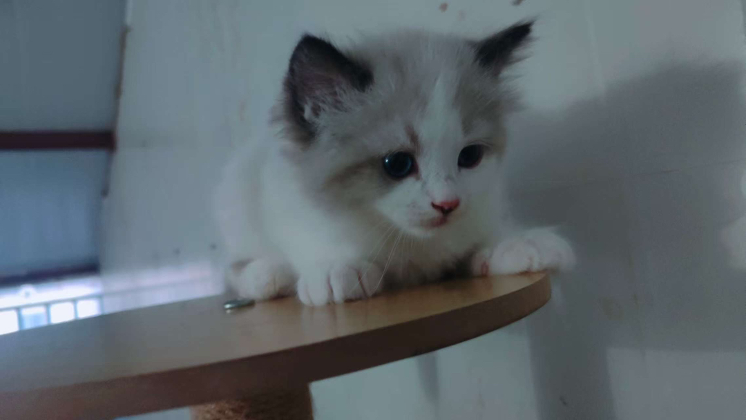 出售布偶猫【品种】布偶猫，【猫龄】两个月【特点】活泼、爱动、温柔、甜美。