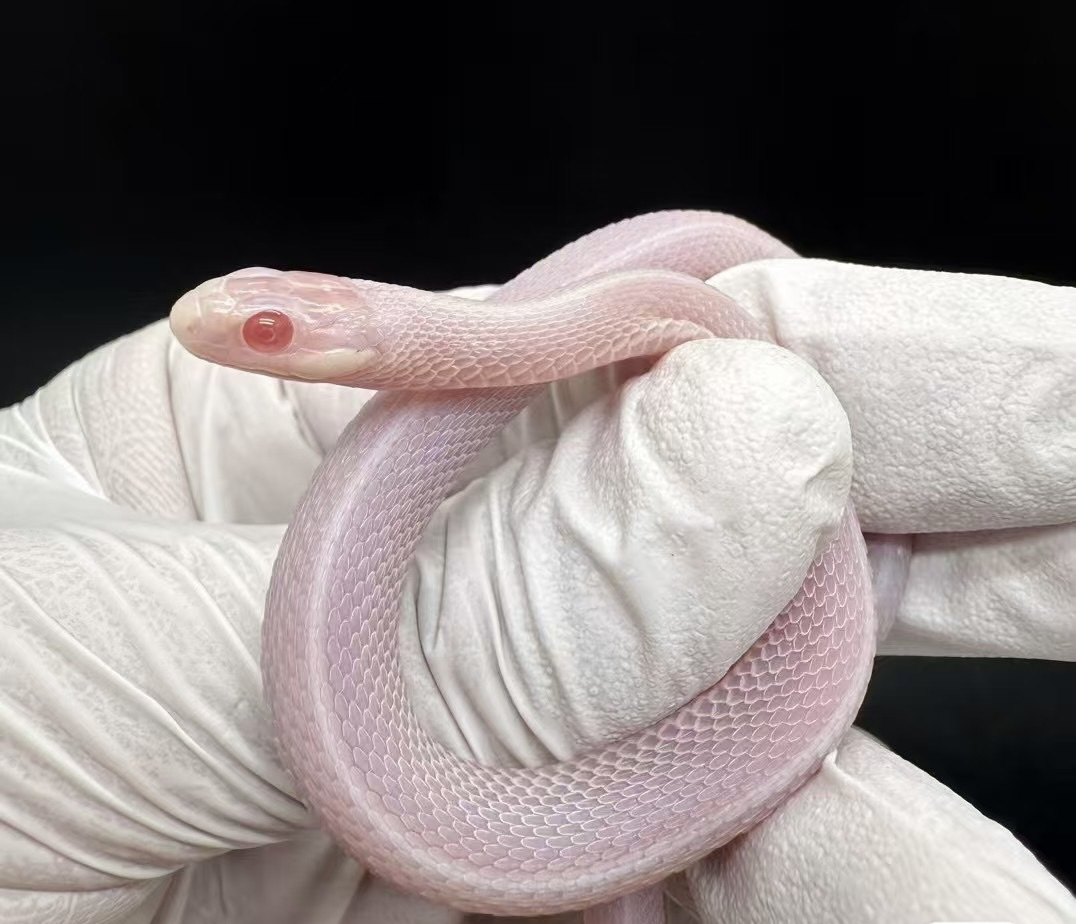 雪白束带蛇宝宝1只健康温顺好饲养成体雪白色没有一点杂色