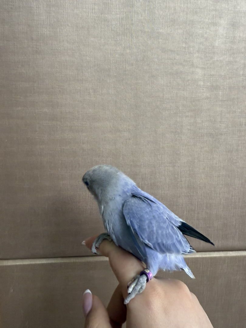 紫闪牡丹鹦鹉纯手养