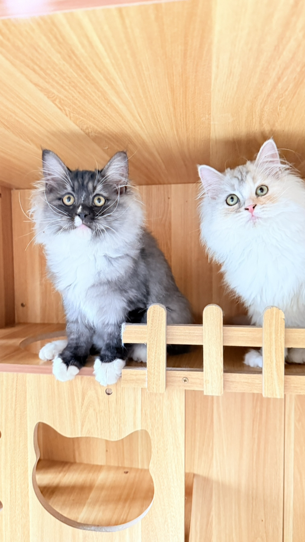 乳白长毛三花像一副水墨画，很温柔极难遇 爆毛后就拥有了一只傲娇的小仙女喵