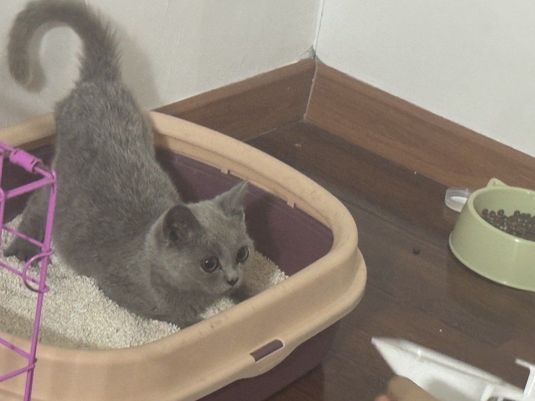 英国短毛猫