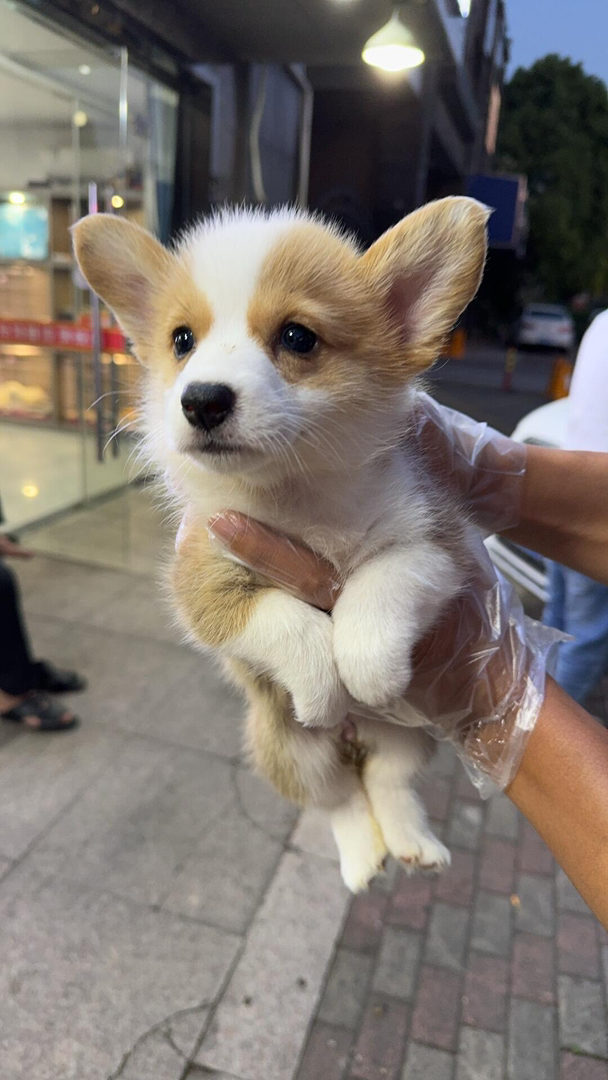 柯基幼犬,短腿萌耳,可爱爆表,温顺贴心好伴侣
