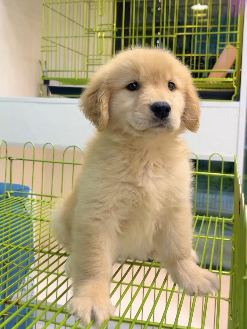 小金毛,毛茸茸超萌,性格温顺友善,理想家庭伴侣