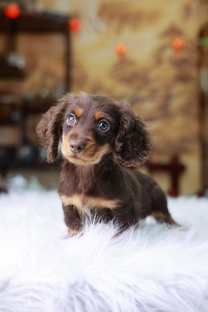 长毛腊肠犬