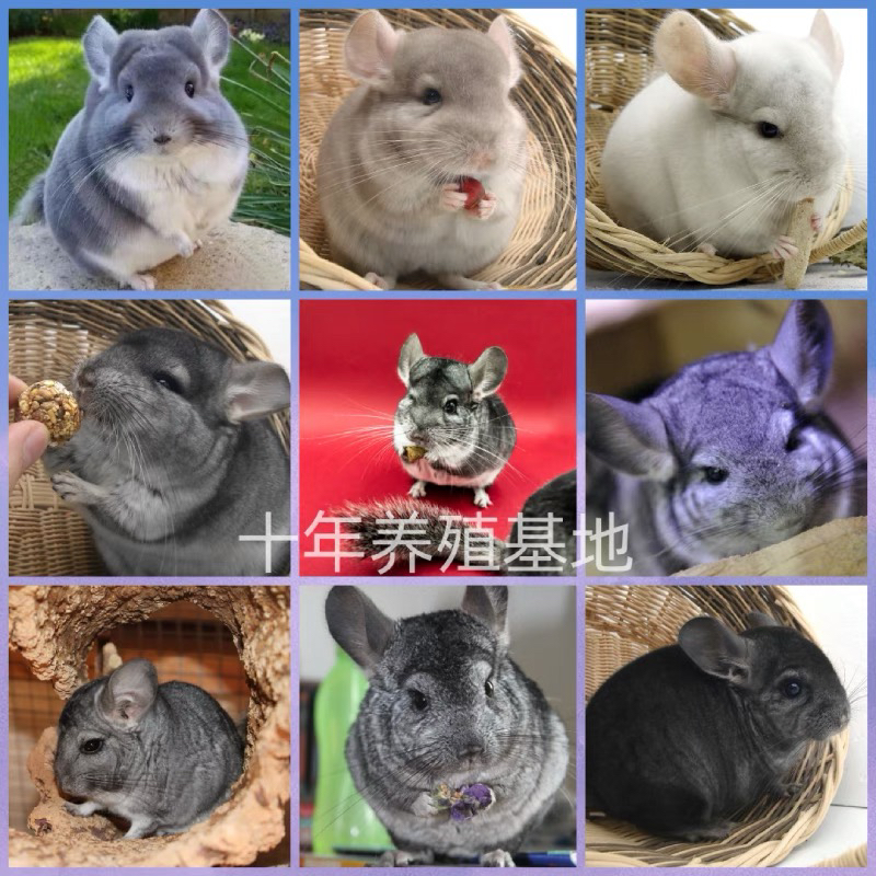龙猫多多❤私聊客服挑选
