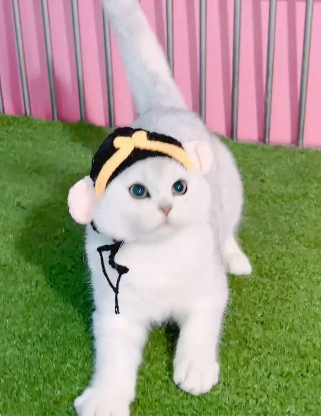 高端大骨量银渐层猫咪❤性格超级好