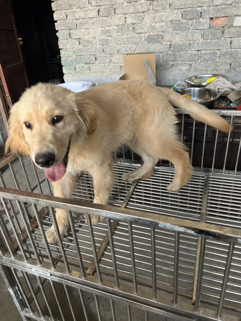 金毛幼犬吐舌卖萌，性格温顺乖巧，绝佳家庭陪伴宠物