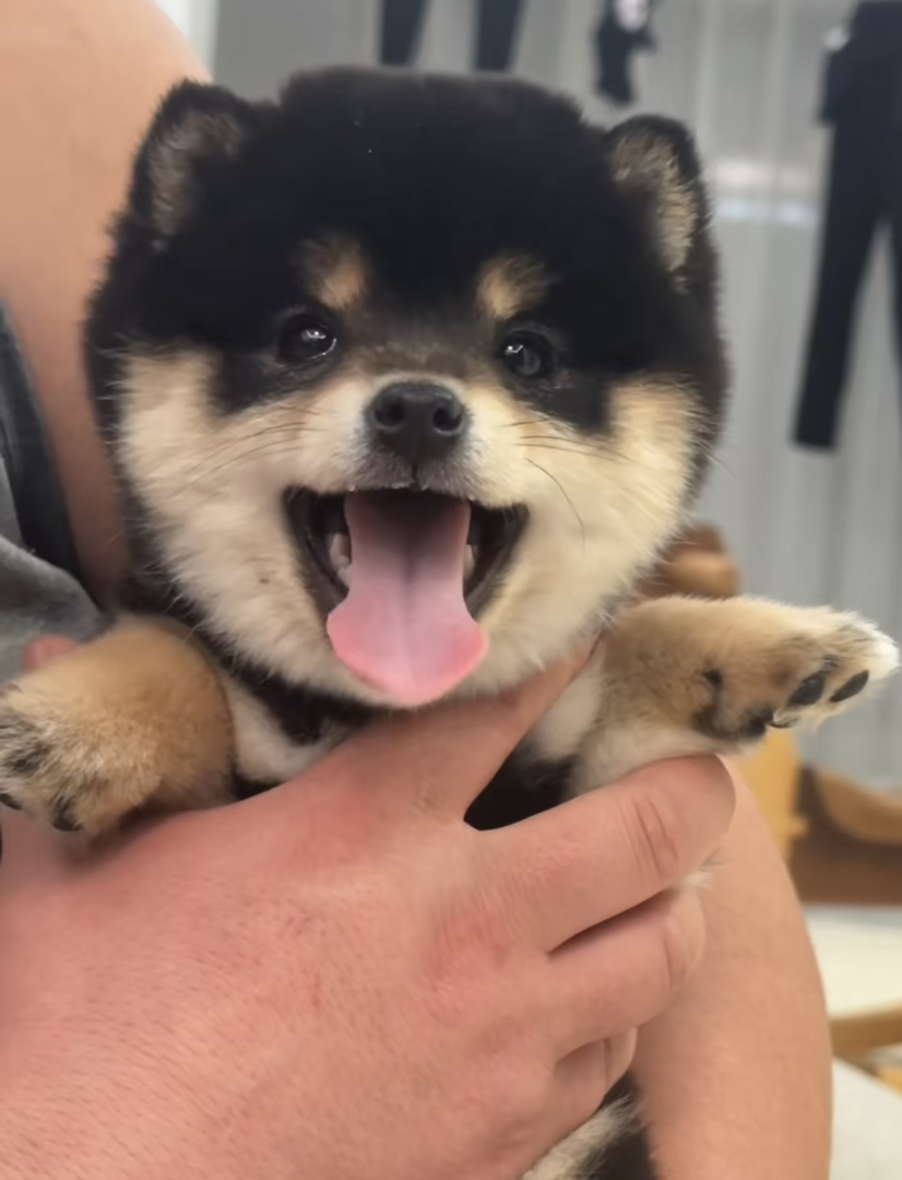 日本黑柴❤️豆柴