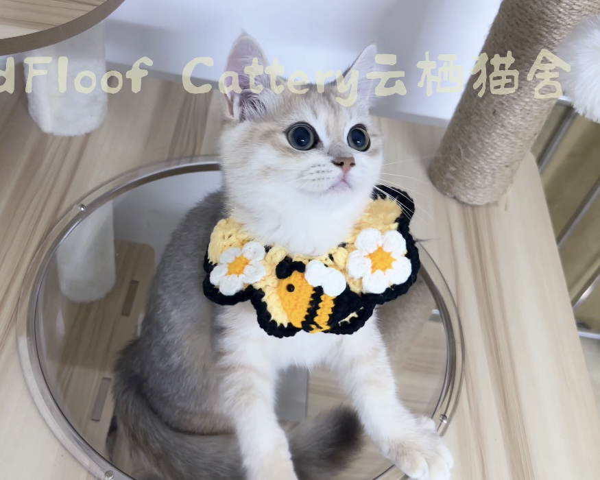 蓝金虎斑英短弟弟