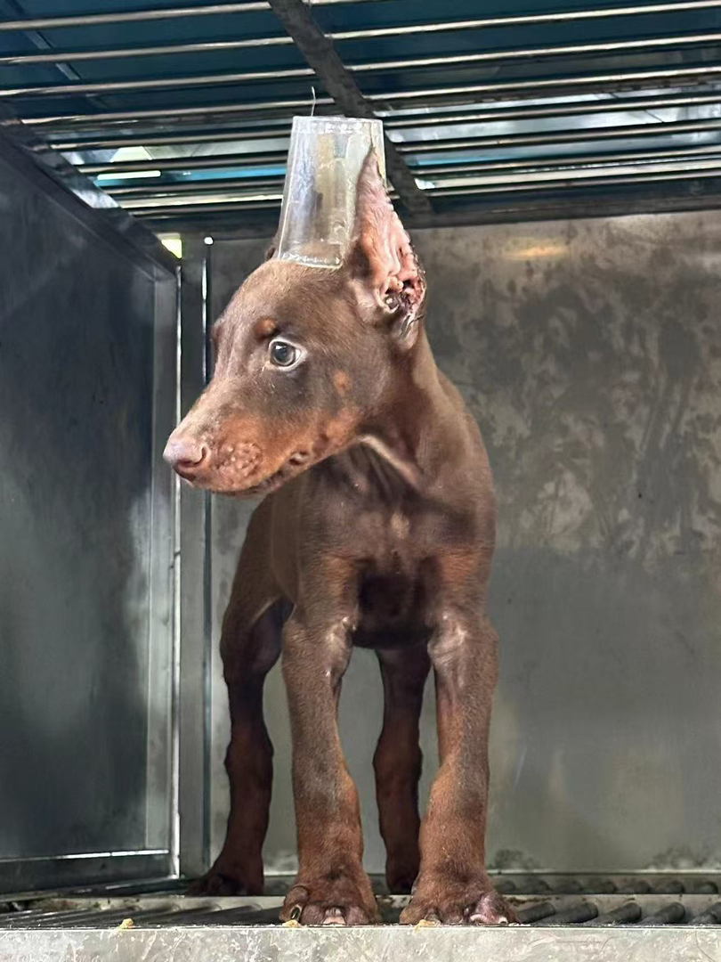 家养杜宾幼犬出售