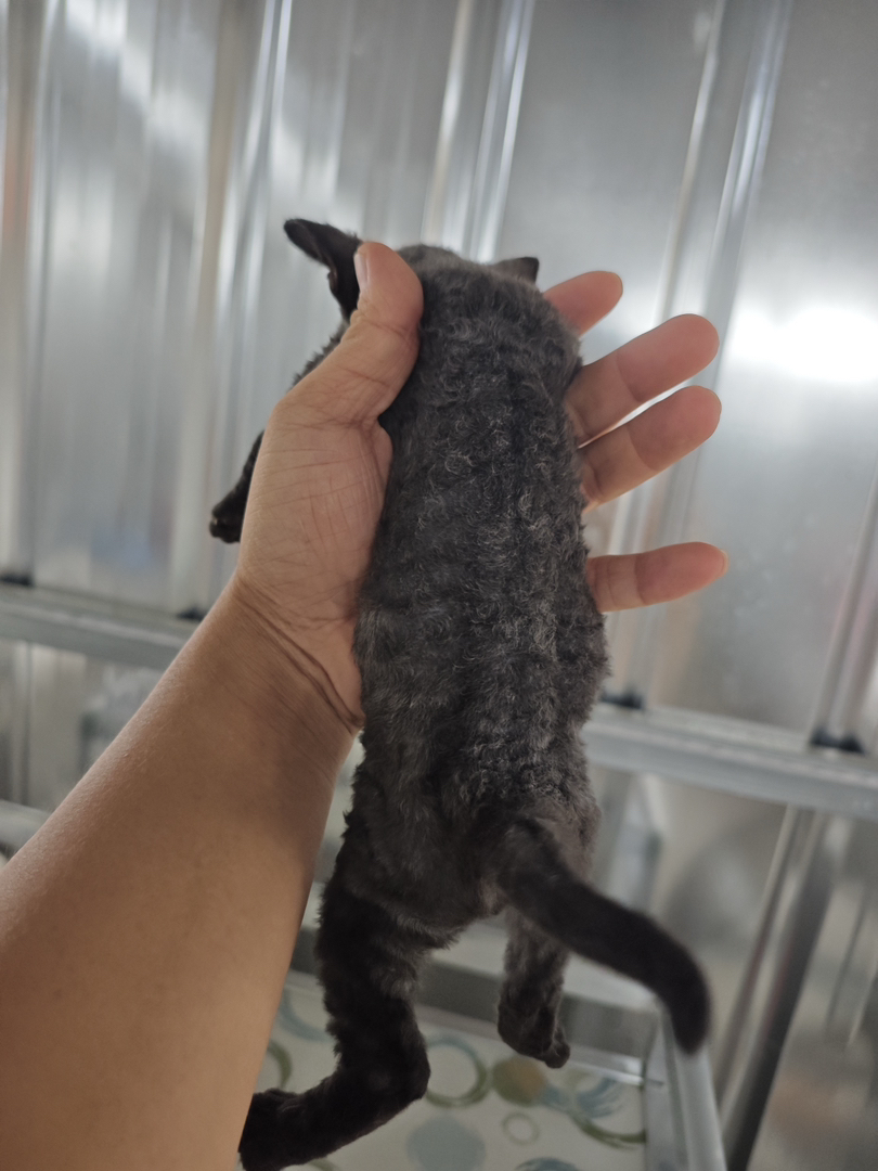 “萌系精灵德文卷毛猫找主人啦🥳不掉毛+超亲人,湛江霞山自提”