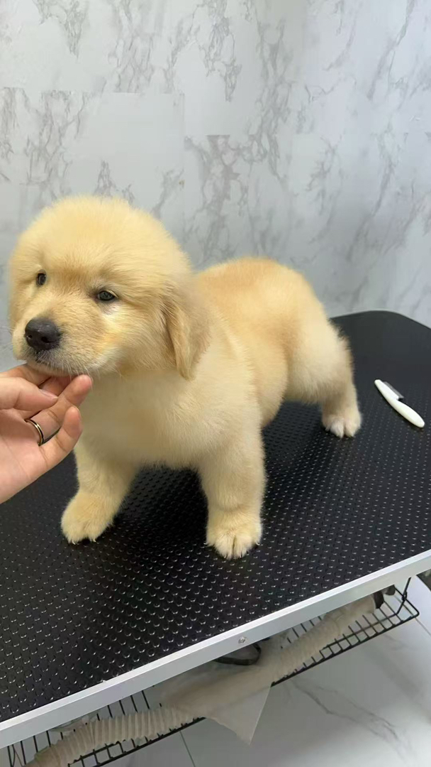 金毛幼犬，可爱萌态，毛软温顺，绝佳家庭陪伴宠物