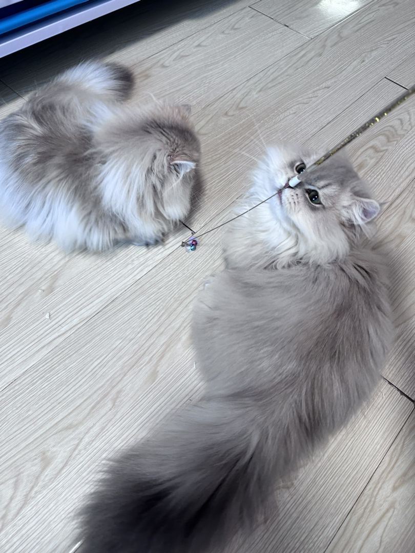 11色蓝金拿破仑找新家