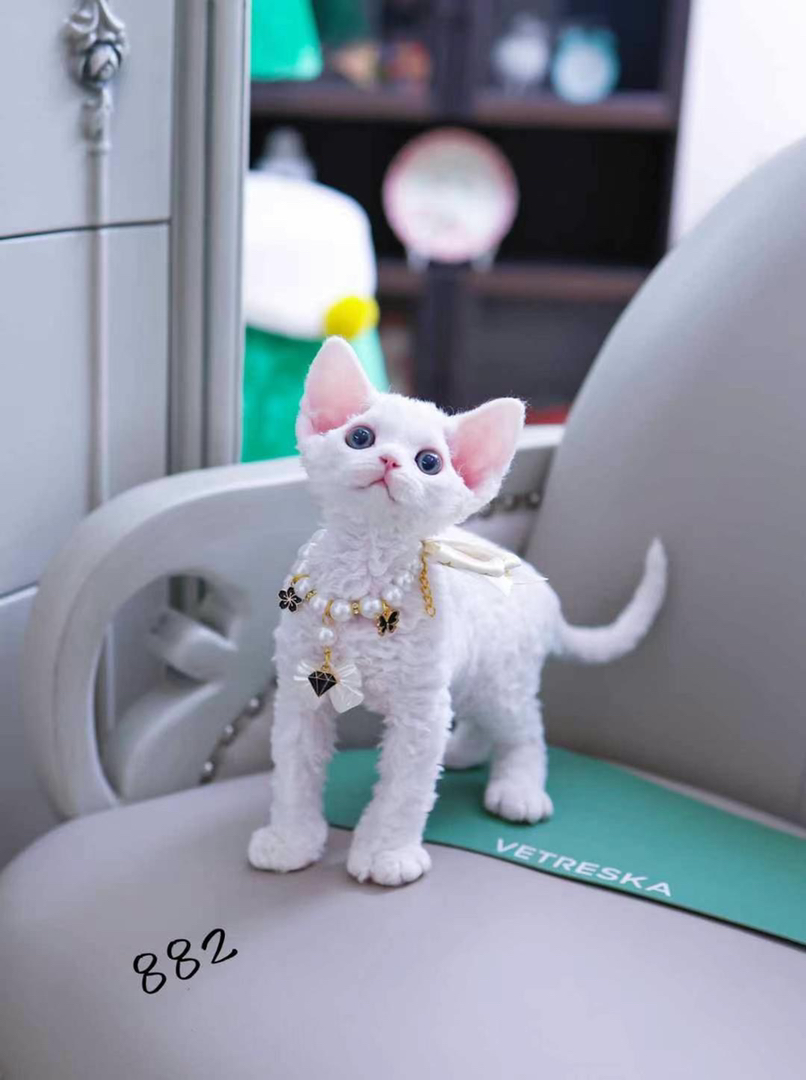 纯白德文猫❤