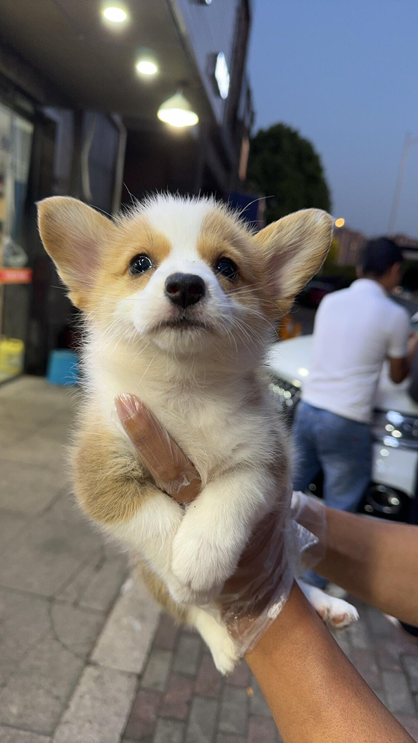 柯基幼犬,短腿萌耳,可爱爆表,温顺贴心好伴侣