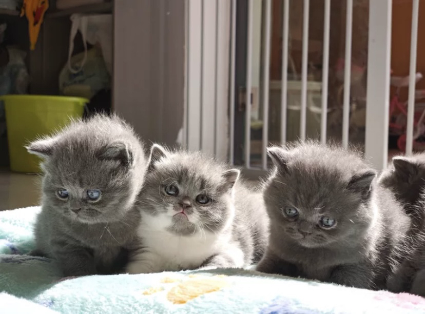 英短蓝猫，包超长售后