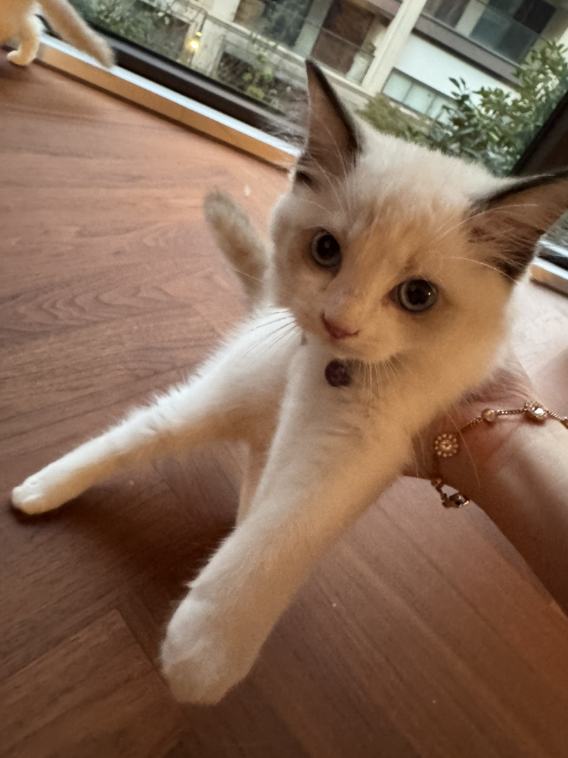 海双布偶猫，脾气好，随便揉，不咬人不抓人不抓窗帘沙发，杭州可上门摸