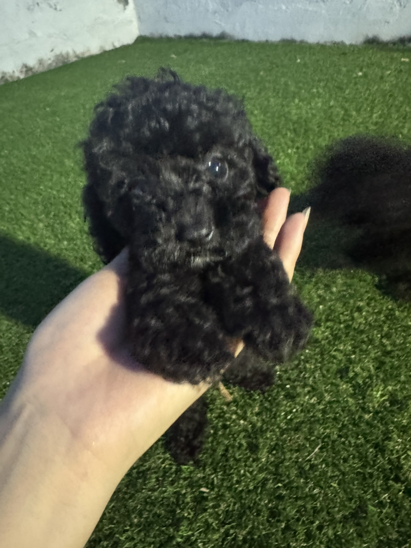 自己的小狗狗找新家