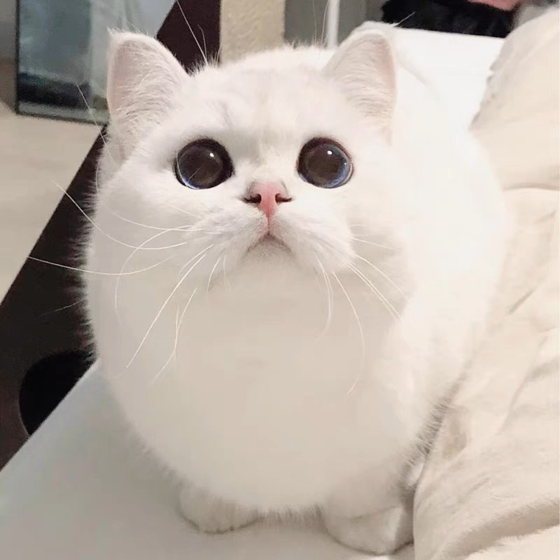 高端银渐层猫咪❤️平台推荐