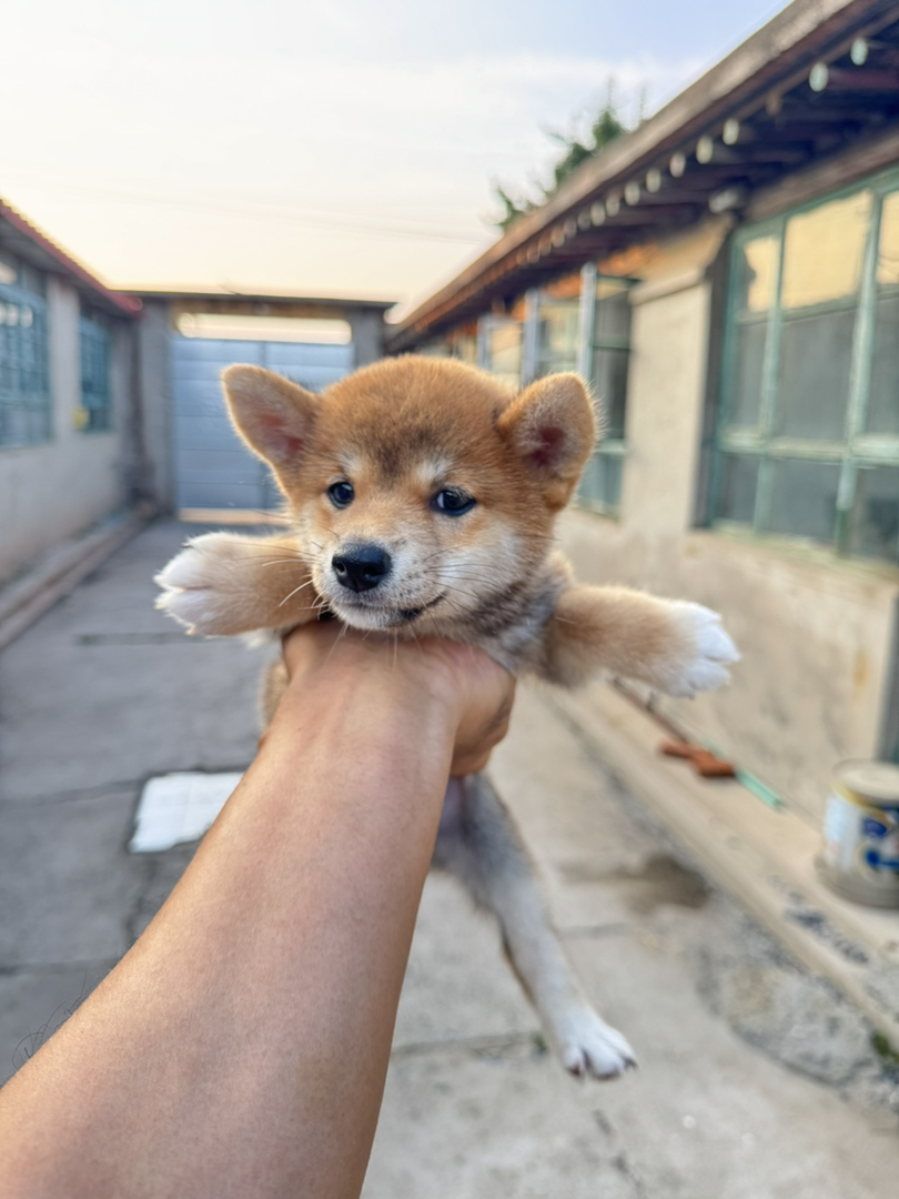 日本豆柴犬小妹妹