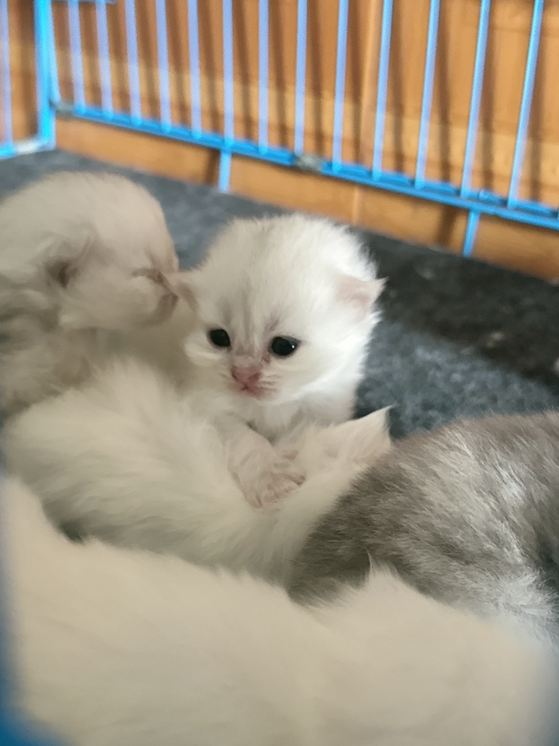 自家繁殖的金吉拉小猫咪可提前预订啦！