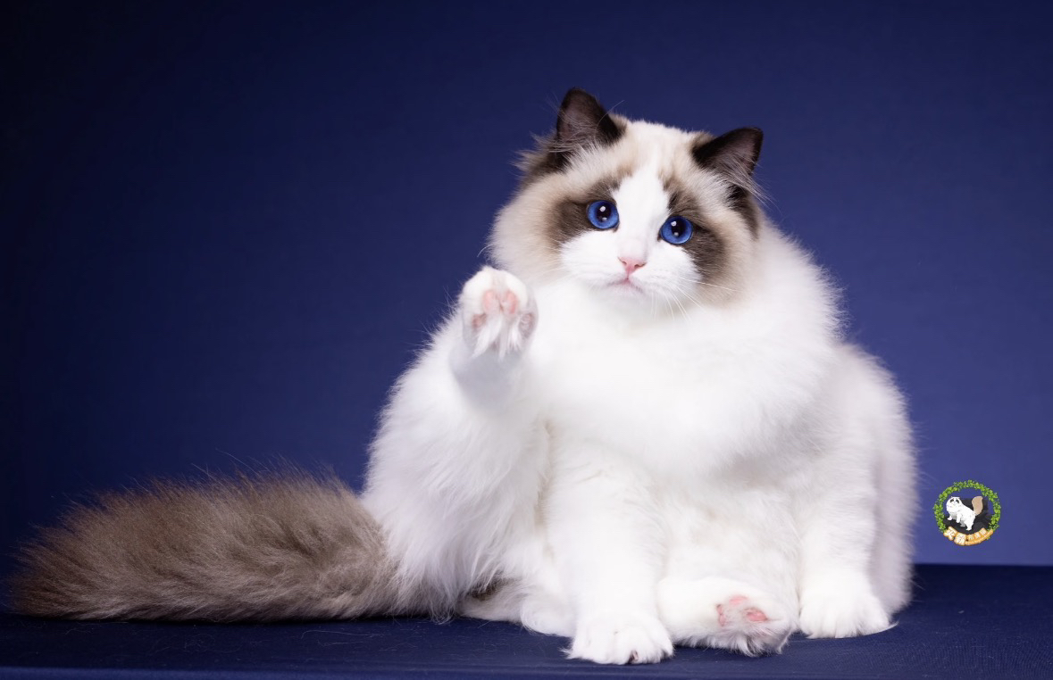 海双布偶猫，喜欢私聊